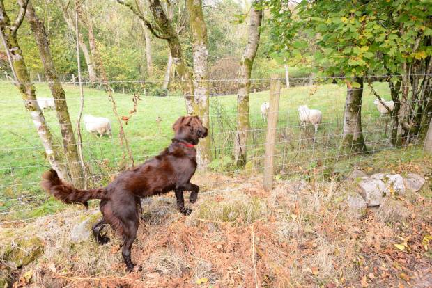 NSA to gain insight into devastating cases of sheep worrying by dogs