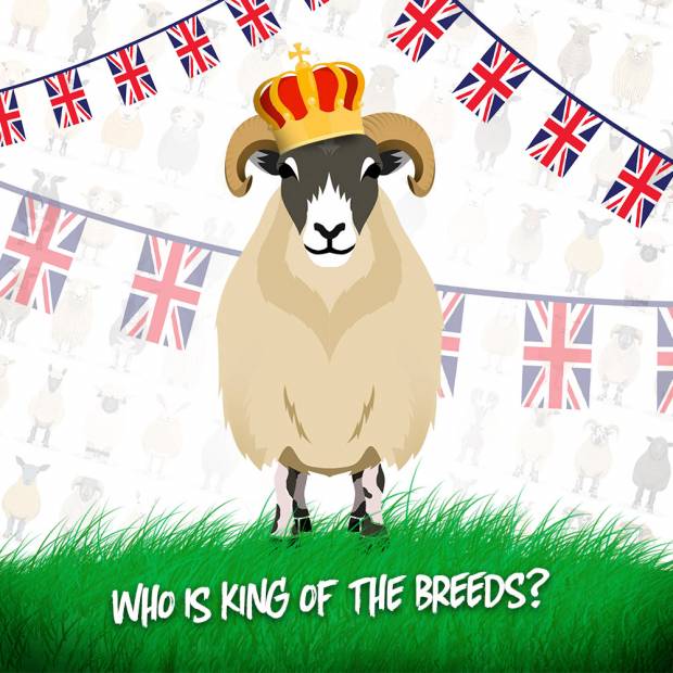 Terms and Condition for NSA and Als Couzens sheep breed print giveaway – Kings Coronation