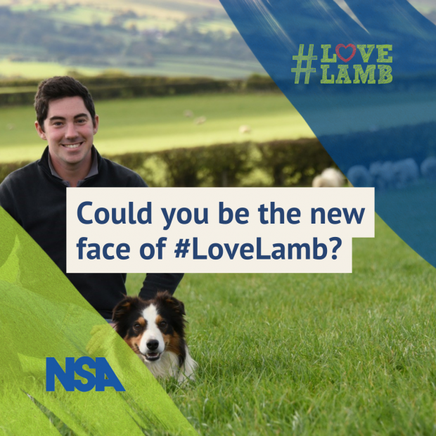 Share your story of lamb production as a Love Lamb Ambassador