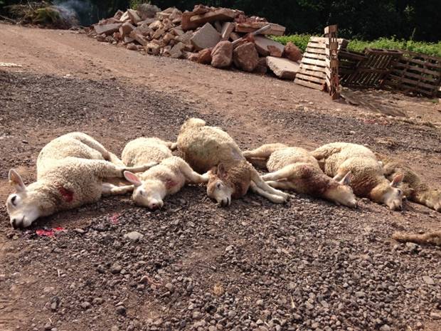 The lambs which were killed as a result of neck wounds from a dog attack.