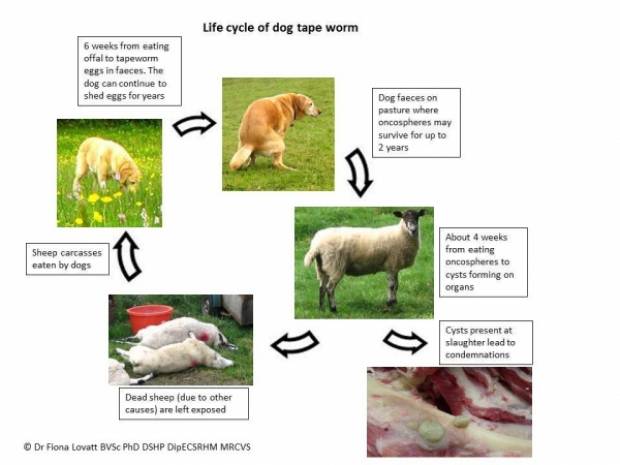 Life cycle of dog tapeworm