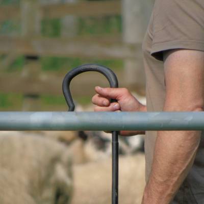 UK Sheep Farming