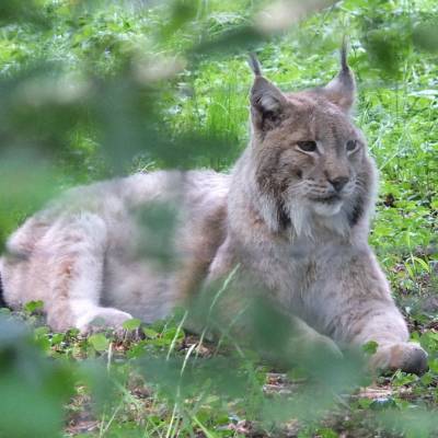 The wider consequences of the introduction of Eurasian lynx to the UK