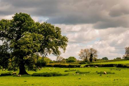 The right tree in the right place is key to new Defra tree planting scheme, says NSA