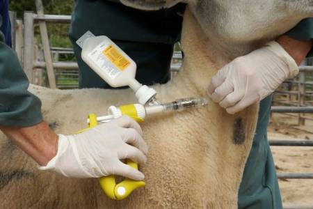 Practical tips for getting the most from sheep vaccination 