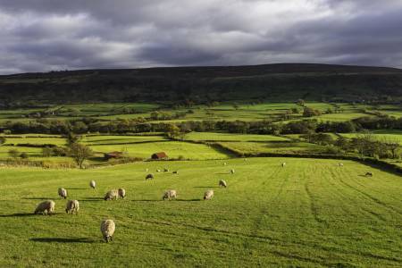 Is grassland our salvation for carbon capture and nature recovery?