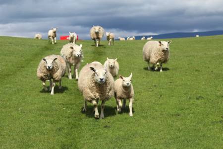 Students View Lambing Placements Here