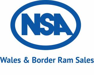 NSA Wales & Border Main Ram Sale